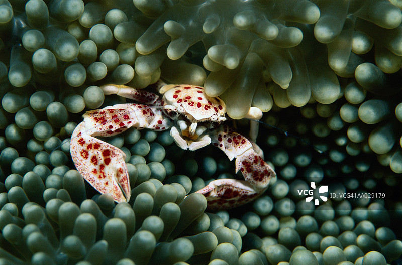 海葵蟹图片素材