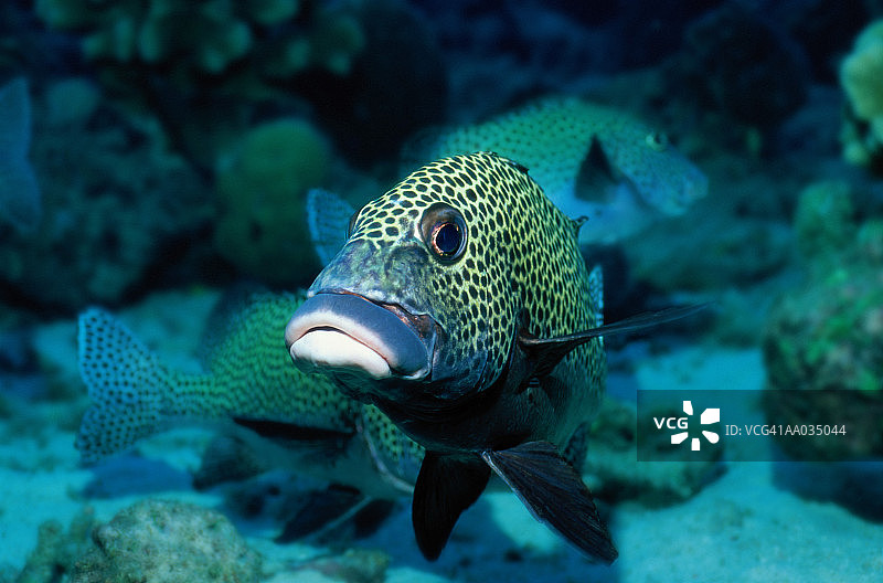 丑角石鲈图片素材