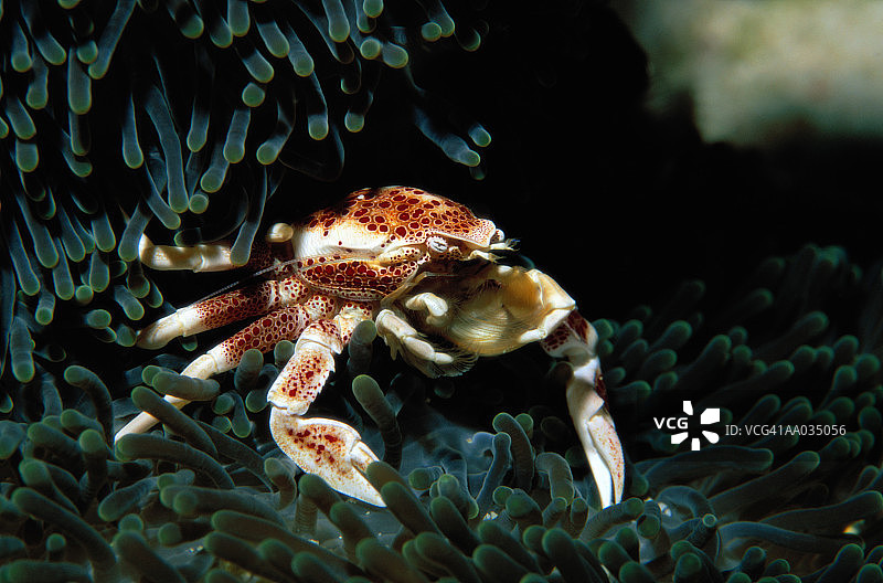 海葵蟹图片素材