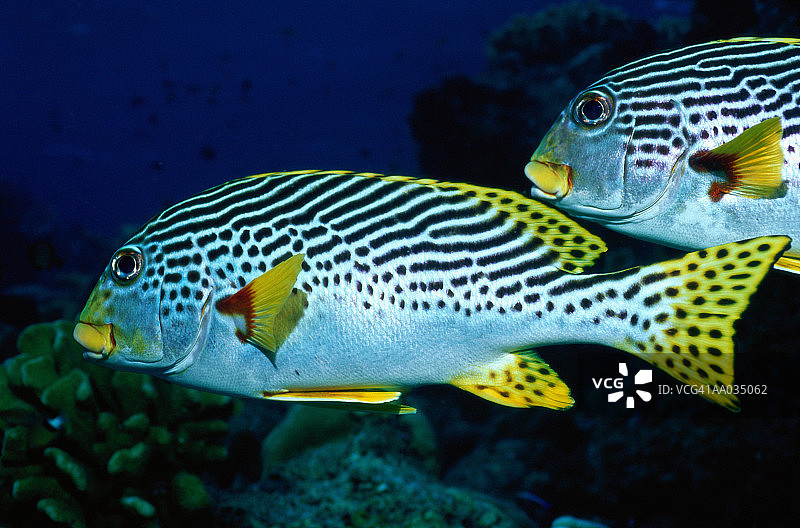 条纹石鲈鱼特写图片素材