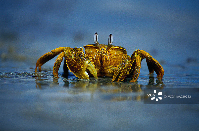 西澳大利亚海滩上的泥蟹图片素材