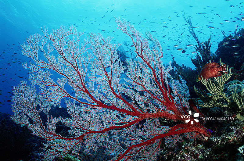 可怕的珊瑚图片素材