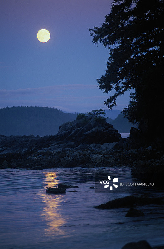 声音与树木之上的满月图片素材