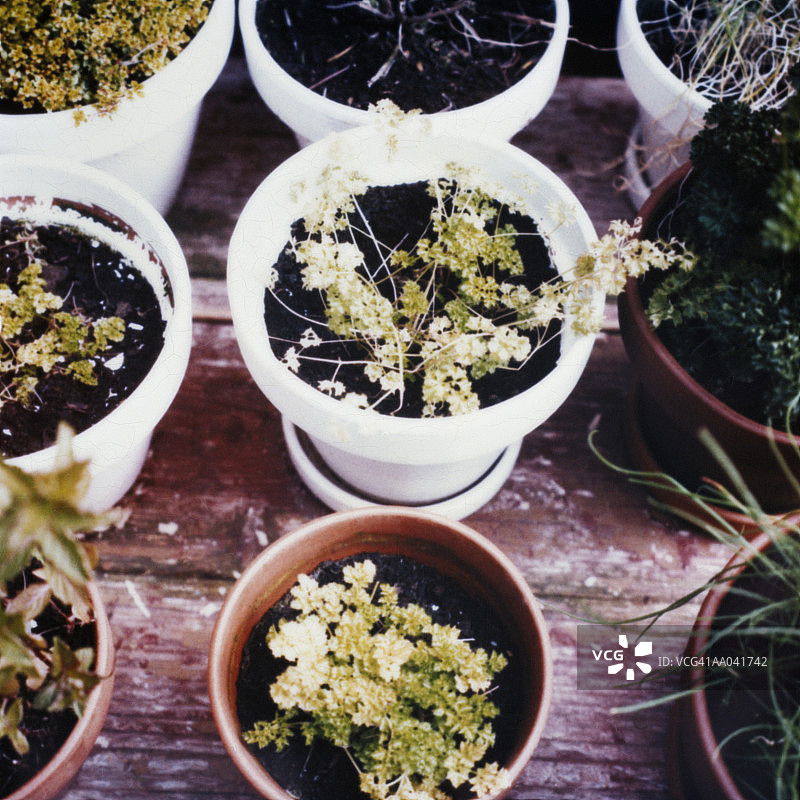 香草花园图片素材