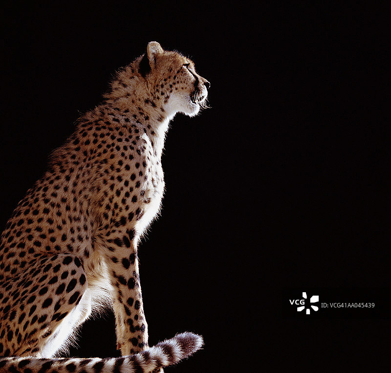 猎豹侧面轮廓图片素材