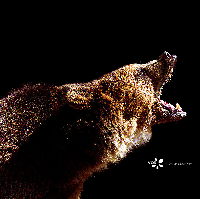 棕熊咆哮侧视图图片素材