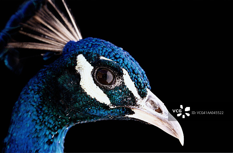 孔雀（Pavo cristatus）特写侧视图图片素材
