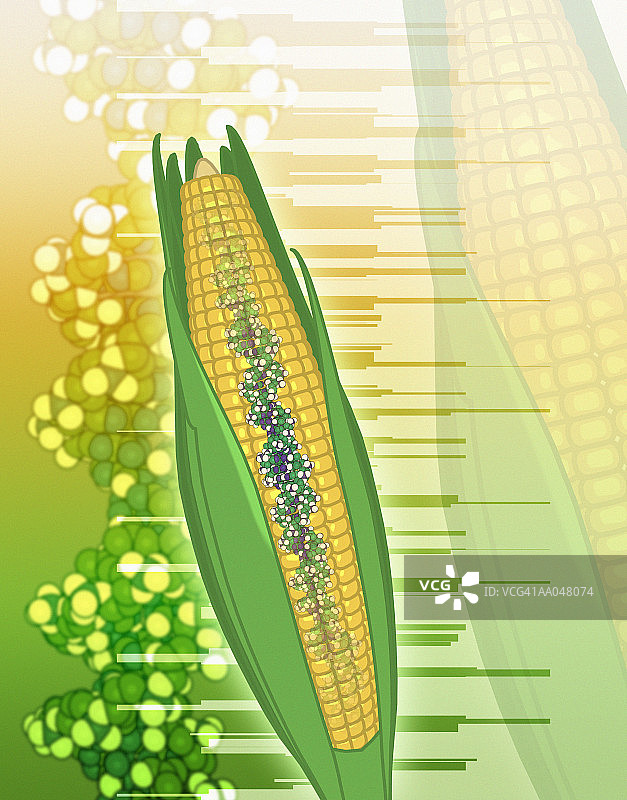 转基因玉米图片素材