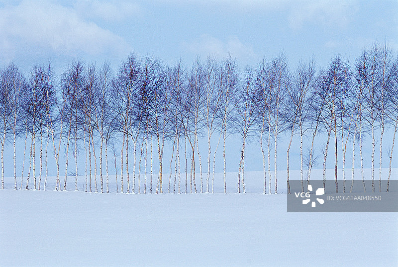 雪景中的一排桦树图片素材