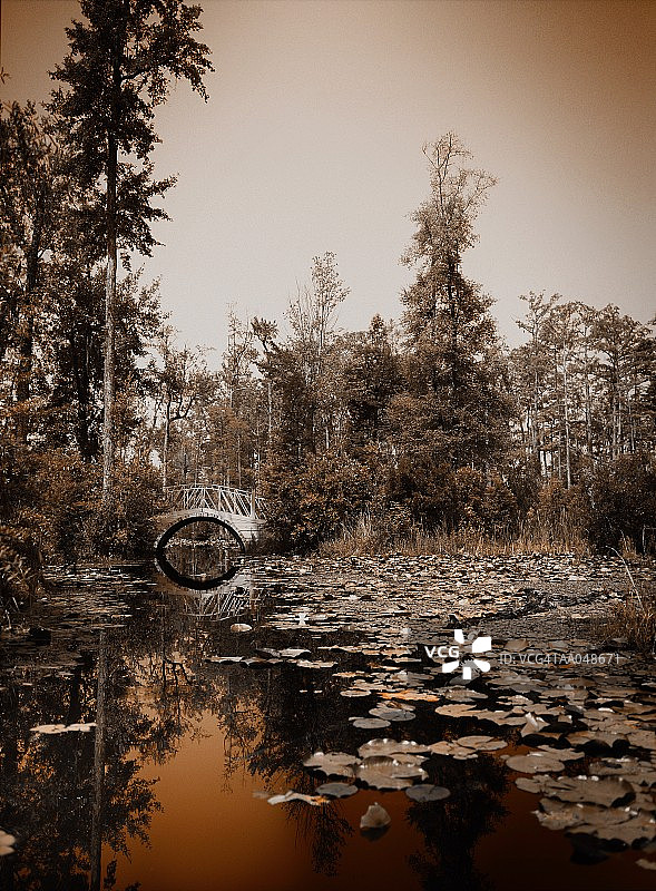 沼泽上的睡莲图片素材