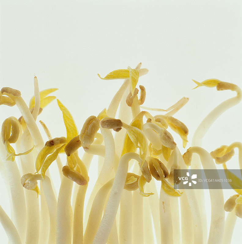 豆芽特写图片素材