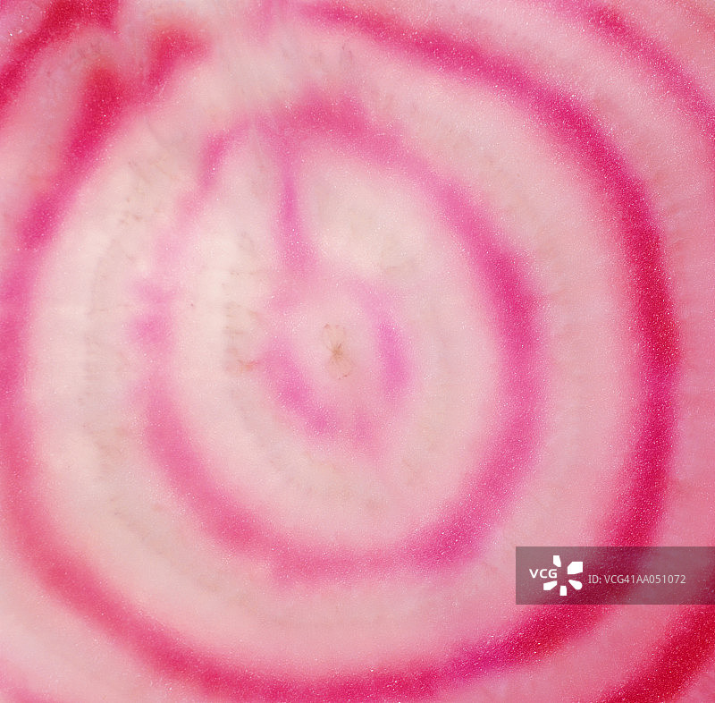 基奥贾甜菜横截面（全画幅，散焦）图片素材