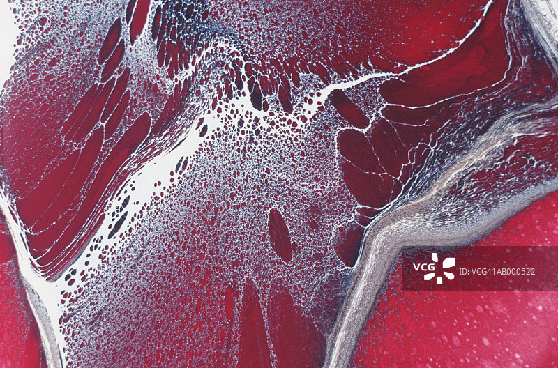 抽象花图片素材