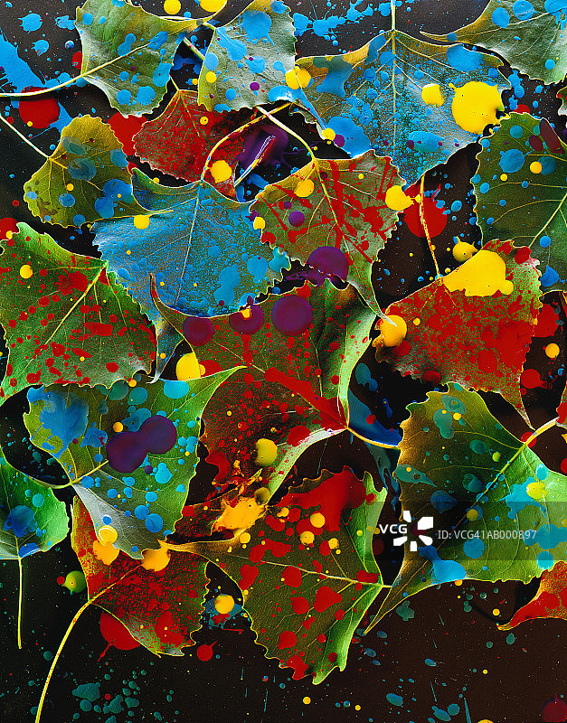 三角叶杨树叶和油漆图片素材