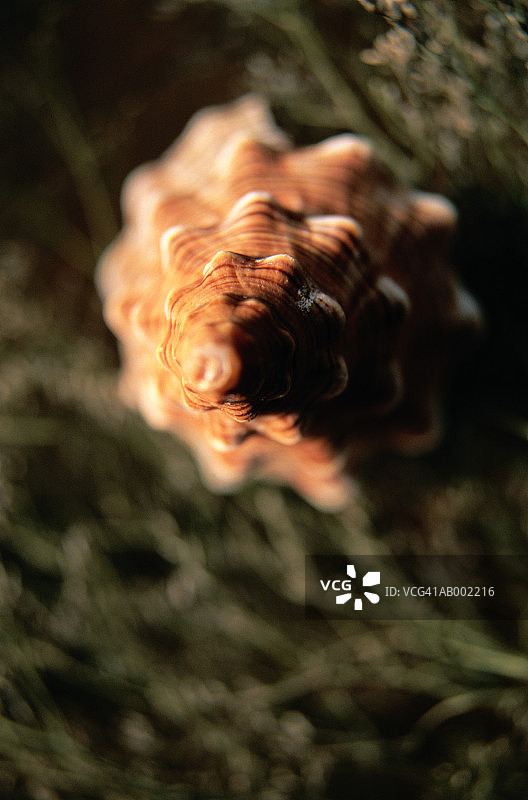 海螺壳图片素材