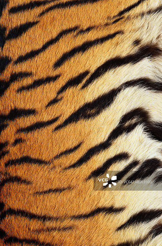 西伯利亚虎皮毛图片素材