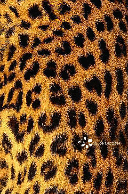 美洲虎皮毛图片素材