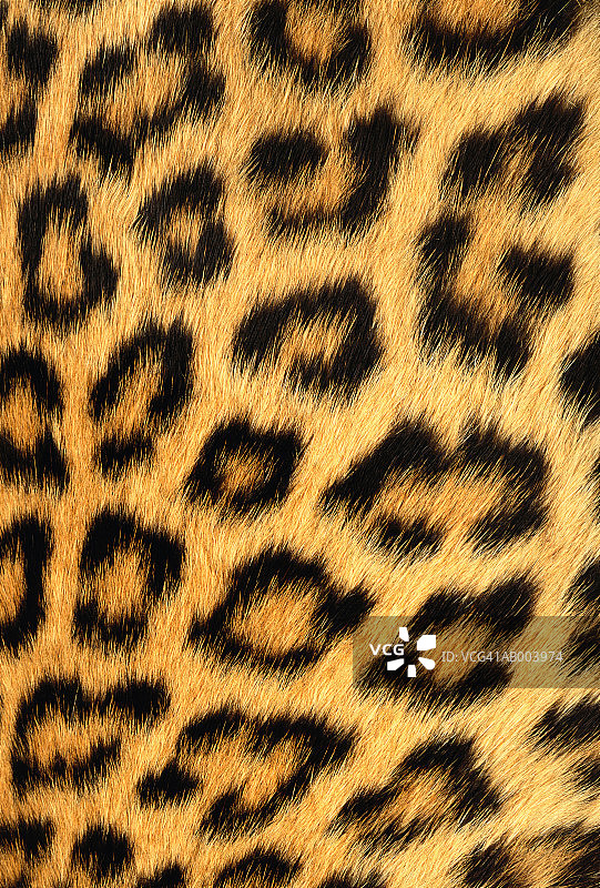 美洲虎皮毛图片素材