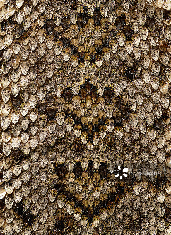 蛇皮细节图片素材