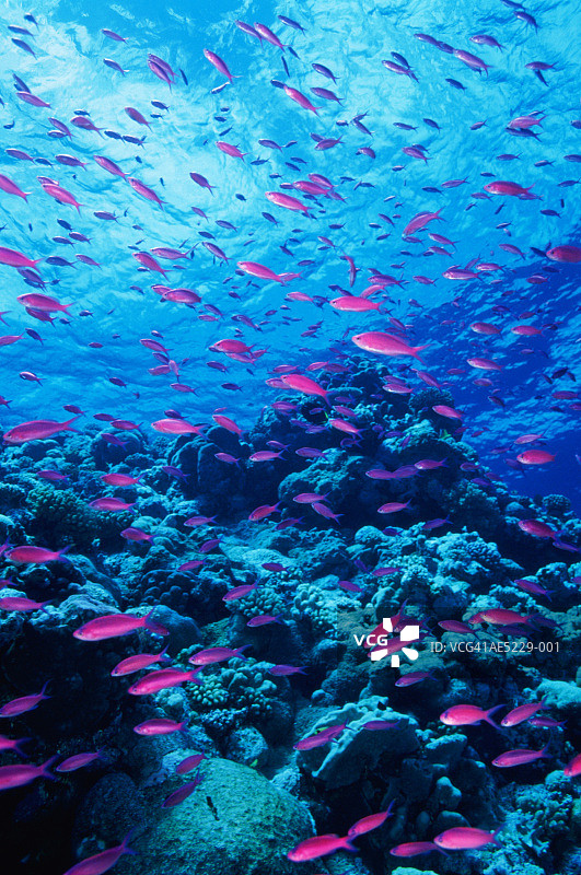 仙女丝鲈，珊瑚海，澳大利亚图片素材