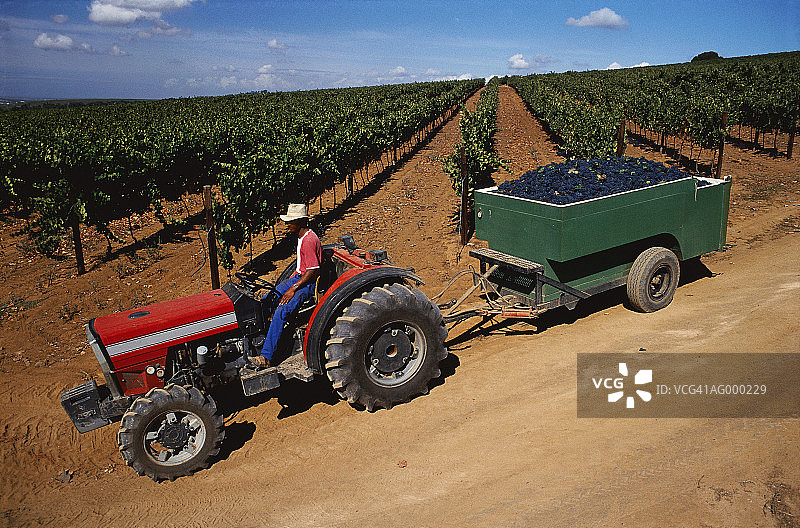 葡萄采摘图片素材