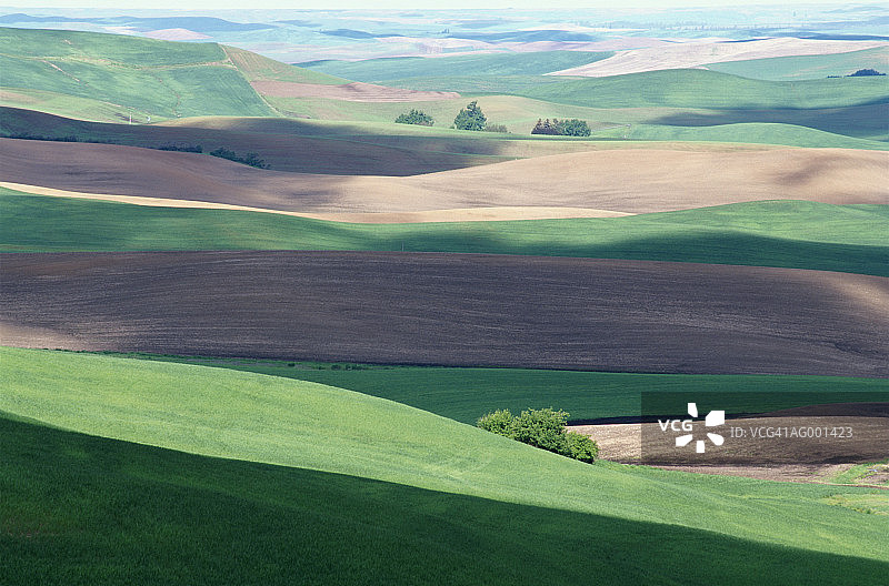 帕卢斯麦田图片素材