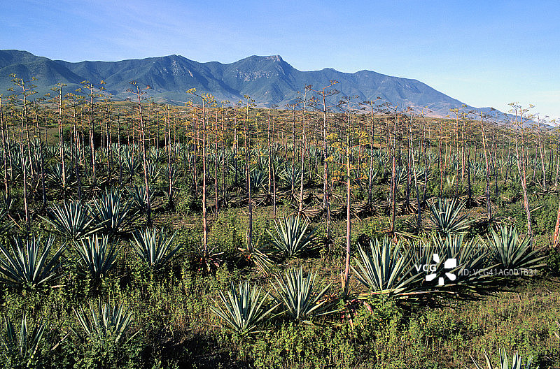 用于酿造梅斯卡尔酒的龙舌兰植物图片素材