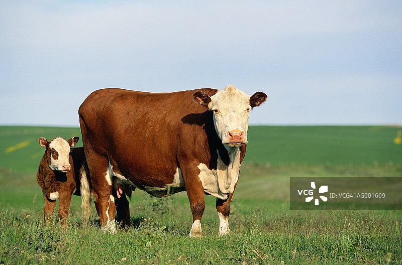 田野中站立的海福特奶牛和牛犊图片素材