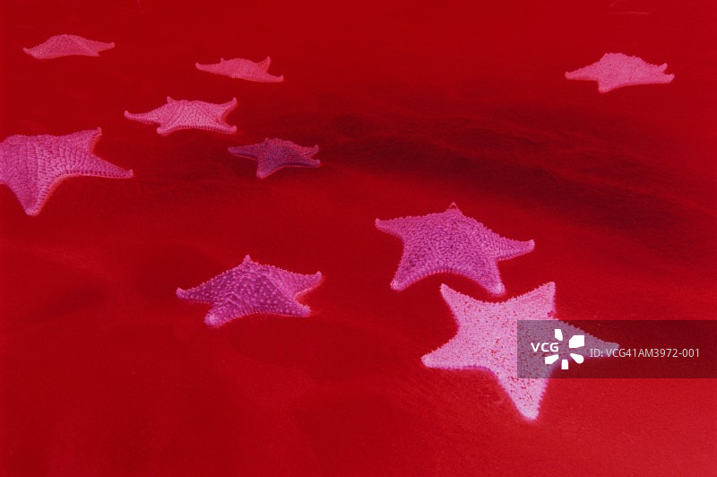 海星靠垫图片素材