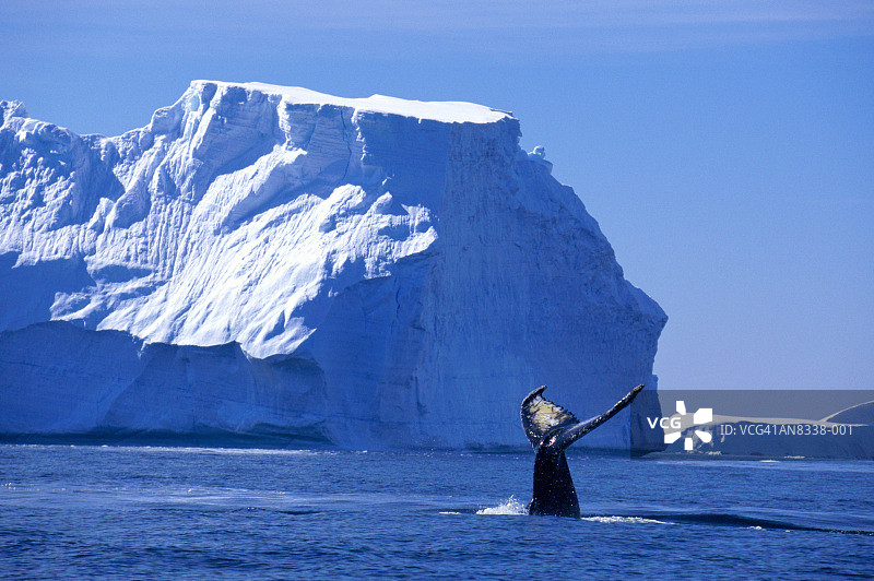 座头鲸潜入水下尾巴图片素材