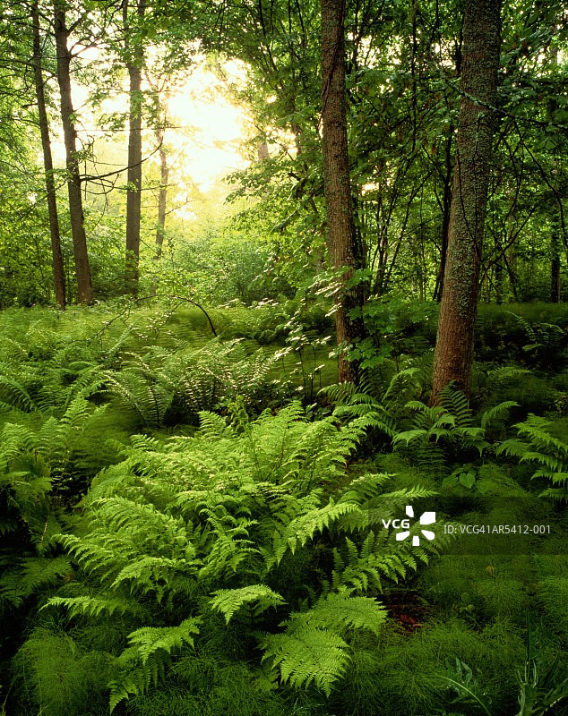 瑞典纳尔克森林中的蕨类植物图片素材
