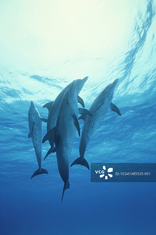 大西洋斑点海豚，巴哈马图片素材