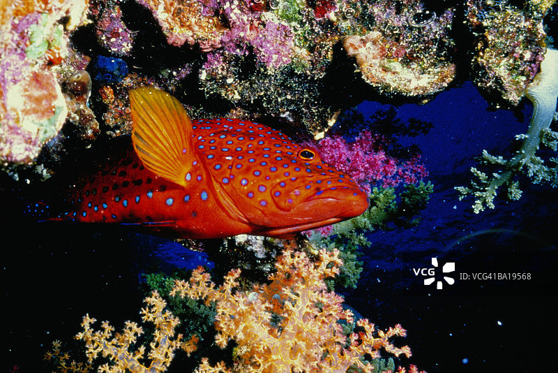 珊瑚鮨图片素材