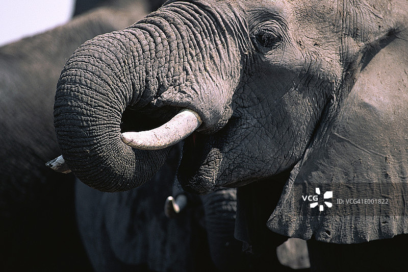 非洲象饮水图片素材