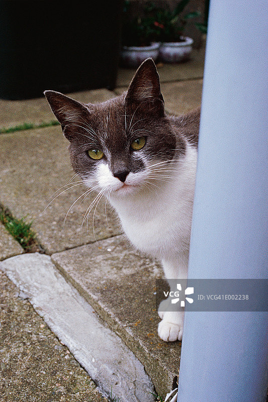 家猫在角落里窥视图片素材