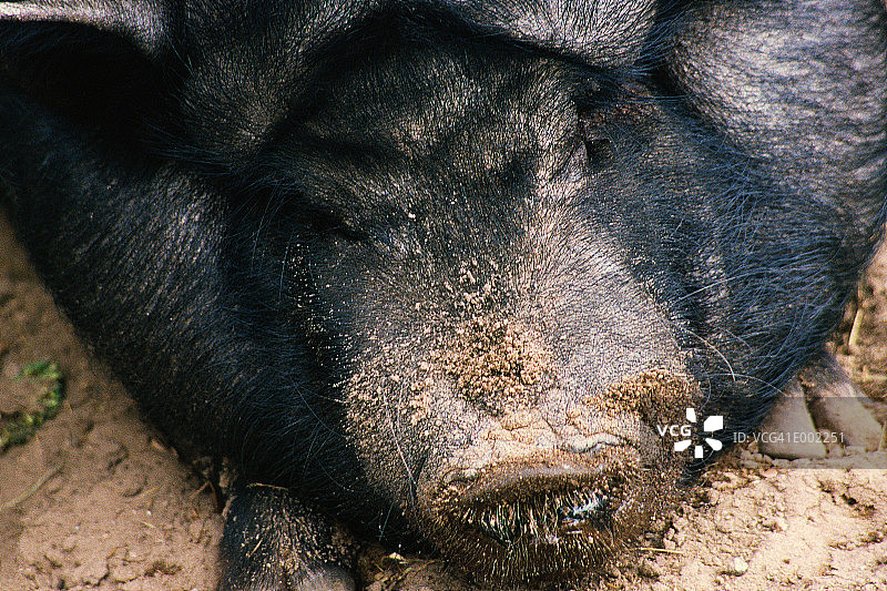 越南大肚猪的鼻子图片素材