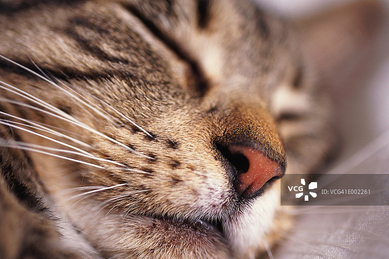 睡着的猫的特写图片素材