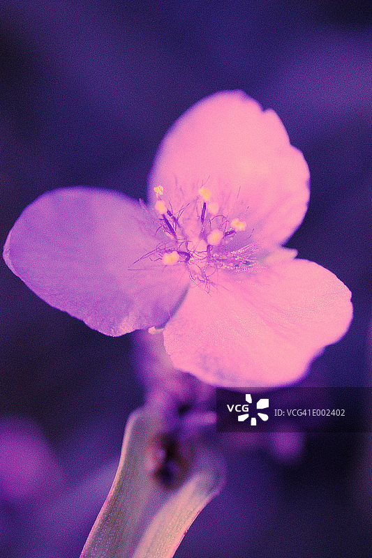 紫鸭跖草花图片素材