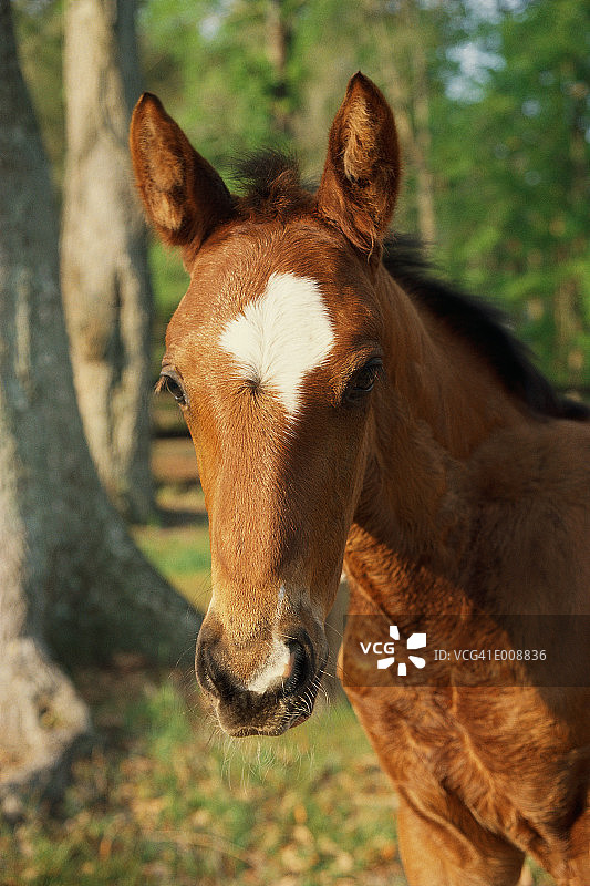小马驹头部特写图片素材