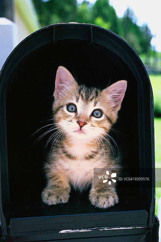 在邮箱里向上看的小猫图片素材