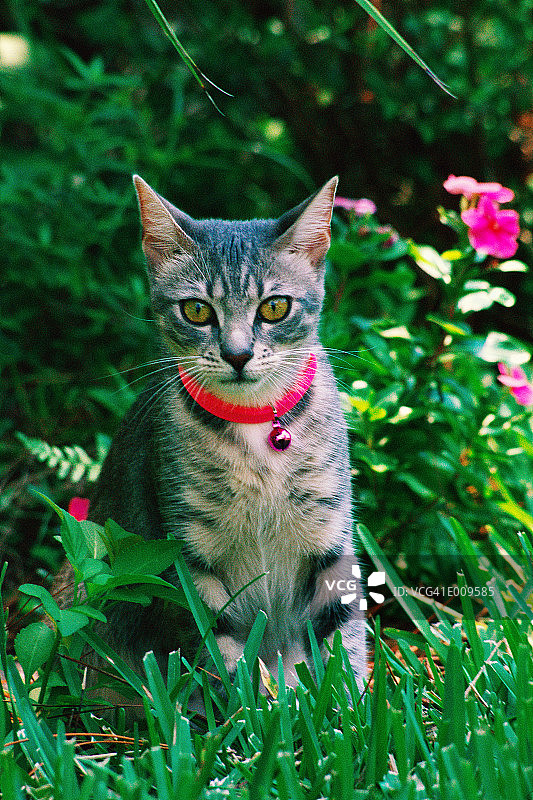戴着粉色项圈坐在花园里的猫图片素材
