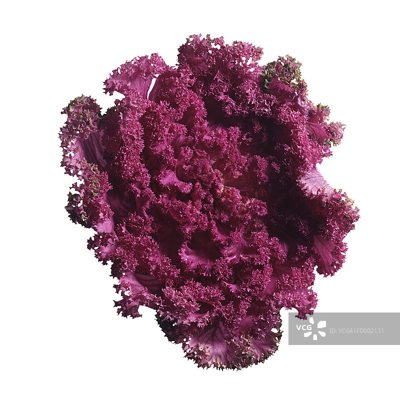 紫色羽衣甘蓝图片素材