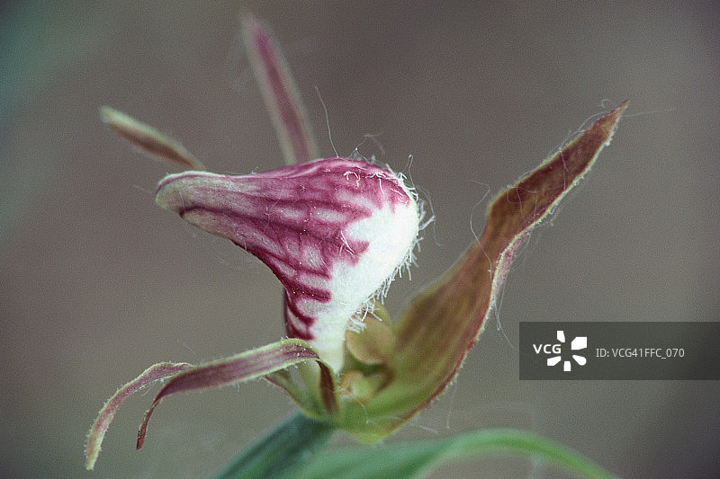 杓兰特写图片素材