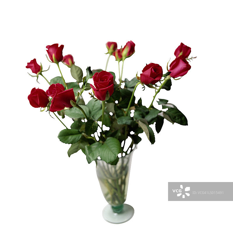 一打玫瑰图片素材