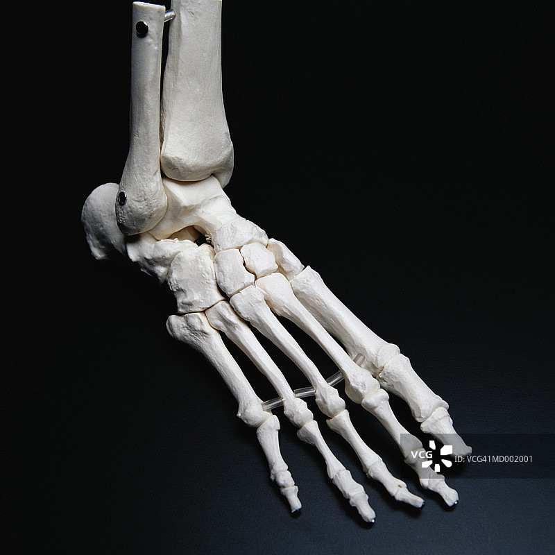 骨骼足部图片素材