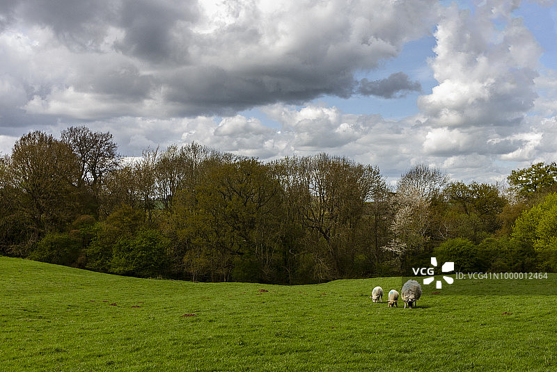 北安普敦郡乡村田野里的羊图片素材