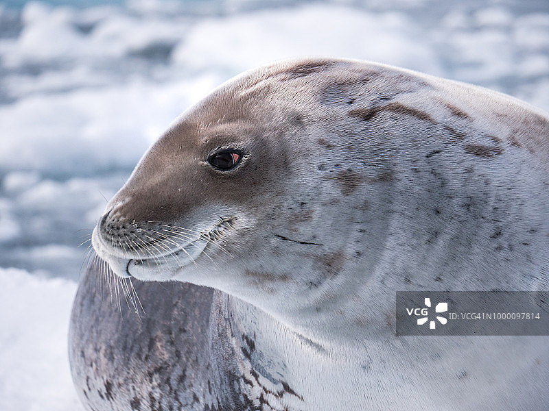 食蟹海豹肖像图片素材