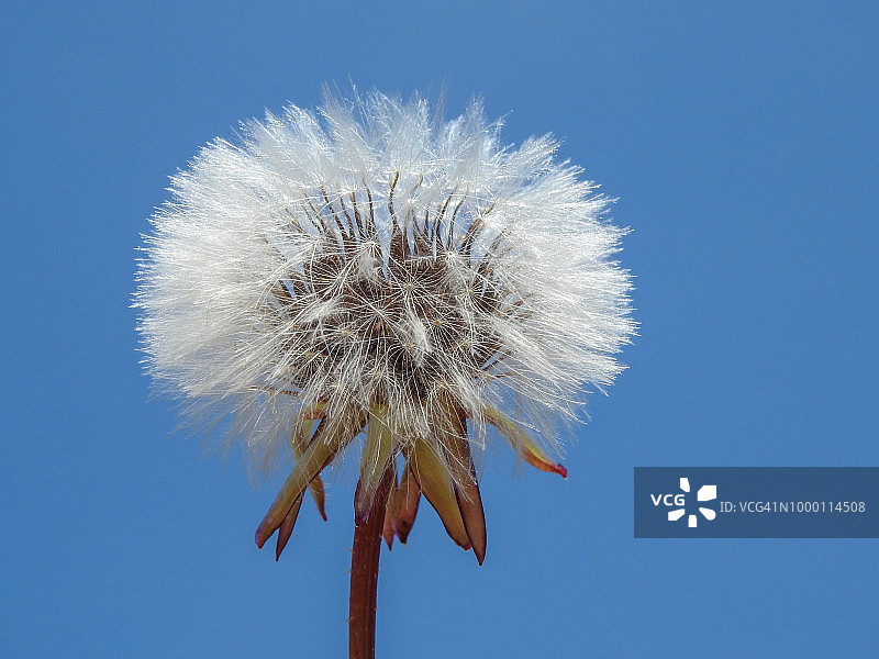 假苦苣菜图片素材