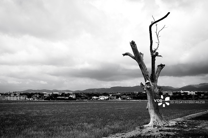 西班牙枯树黑白艺术照片图片素材