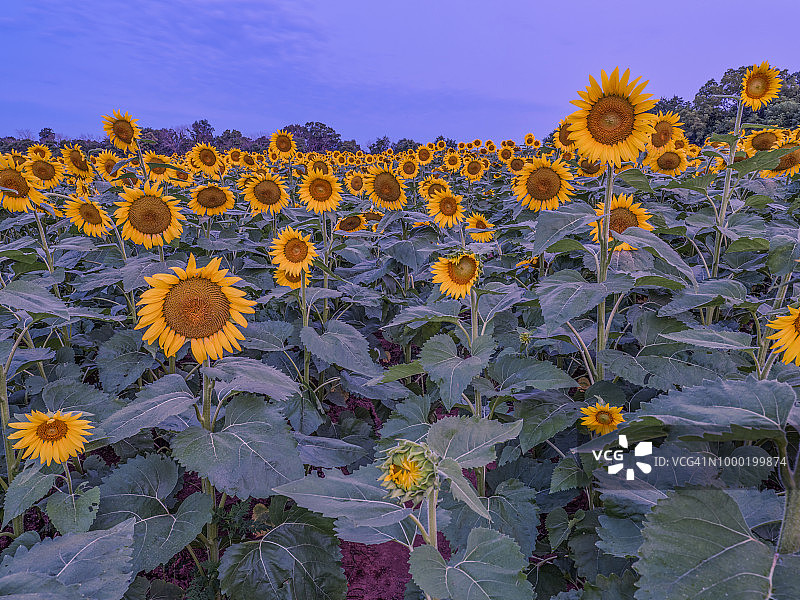 蓝色时刻的向日葵田野图片素材